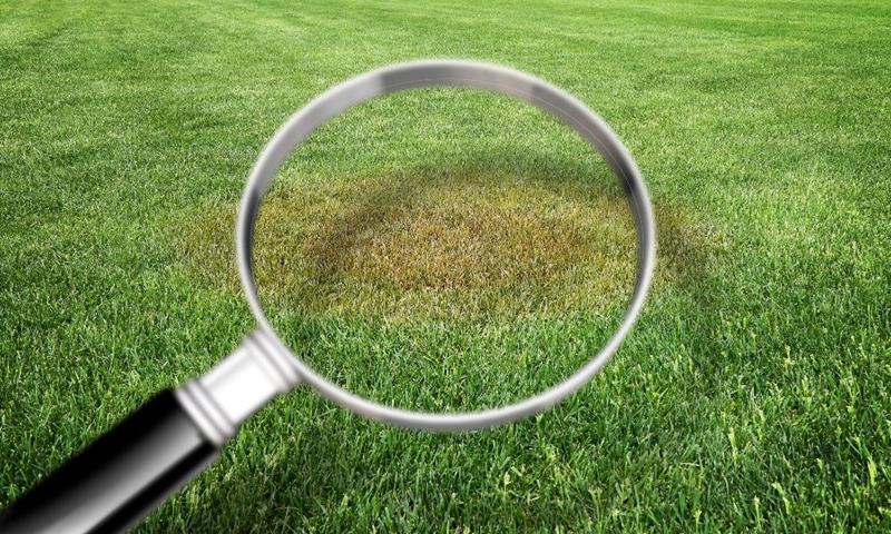 A green lawn with a magnifying glass highlighting areas of disease in the grass.