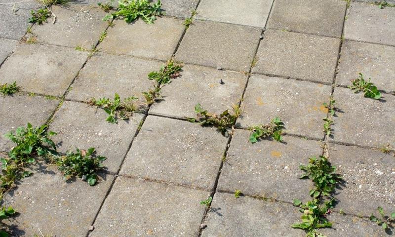 Weeds in a patio paved with square grey slabs.